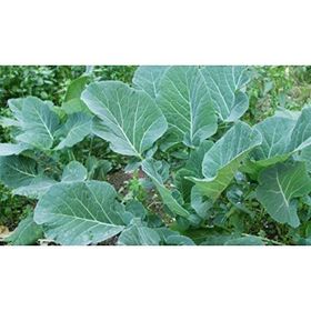 Fide Sepeti 10 gr Karadeniz Lahanası Tohumu