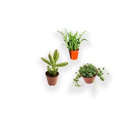 Fintarla Para Ağacı Çiçeği Prenses Çamı Tespih Çiçeği 5.5 cm Kaktüs Sukulent