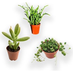 Fintarla Para Ağacı Çiçeği Prenses Çamı Tespih Çiçeği 5.5 cm Kaktüs Sukulent