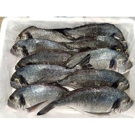Fish Fish 600 gr Temizlenmiş Donuk Çipura