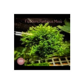 Fissidens Fontanus Moss Kutu Canlı Bitki