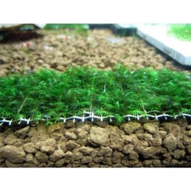 Fissidens Moss Tele Sarılı 5x5 cm Yeni Sarım Canlı Bitki