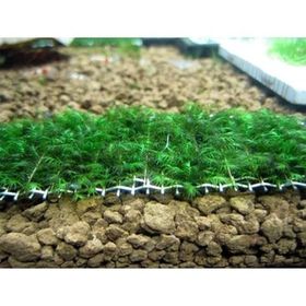 Fissidens Moss Tele Sarılı 5x5 cm Yeni Sarım Canlı Bitki