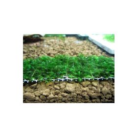 Fissidens Moss Tele Sarılı 5x5 cm Yeni Sarım Canlı Bitki