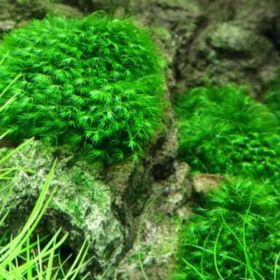 Fissidens Sp Marushaki Moss 20 cc Cup Özel Tür En Kolay Akvaryum Bitkisi Canlı Bitki