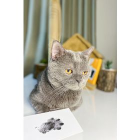 Fufizu Toksik Olmayan Mürekkepsiz Kedi ve Köpek İçin Uygun Evcil Hayvan Baskı Pati İzi Seti