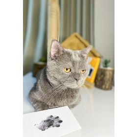 Fufizu Toksik Olmayan Mürekkepsiz Kedi ve Köpek İçin Uygun Evcil Hayvan Baskı Pati İzi Seti