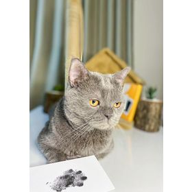 Fufizu Toksik Olmayan Mürekkepsiz Kedi ve Köpek İçin Uygun Evcil Hayvan Baskı Pati İzi Seti