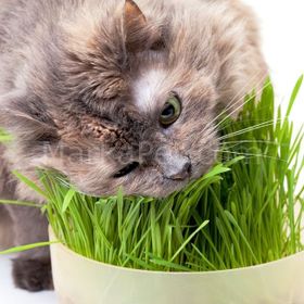 Gardenmix Neo Pet Market Garden Mix Kedi Çimi