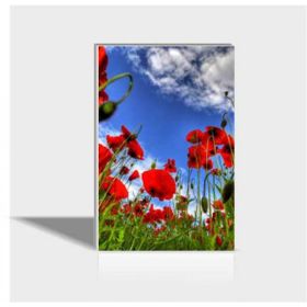 Gelincikler 60x90 Kanvas Tablo