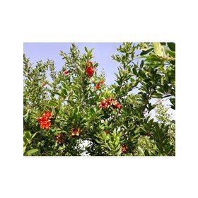 Genta Maxima 1 kg Mikro Bitki Besin Maddeleri Karışımı