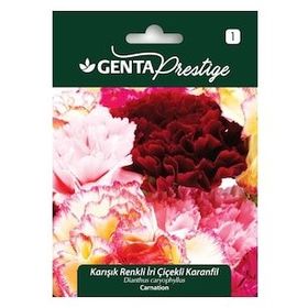 Genta Prestige Karışık Renkli İri Çiçekli Karanfil Tohumu