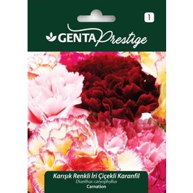 Genta Prestige Karışık Renkli İri Çiçekli Karanfil Tohumu