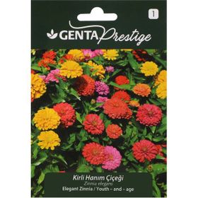 Genta Prestige Kirli Hanım Çiçeği Tohumu