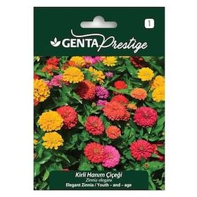 Genta Prestige Kirli Hanım Çiçeği Tohumu