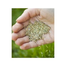 Grass Seed 1 kg Çim Tohumu