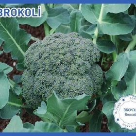 Green Line 3 gr Brokoli Yeşildere Tohumu