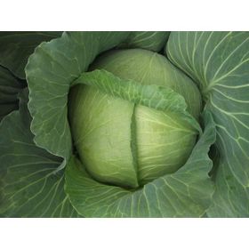 Green Line Yalova1 10 gr Lahana Tohumu