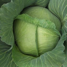 Green Line Yalova1 10 gr Lahana Tohumu