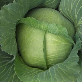 Green Line Yalova1 10 gr Lahana Tohumu