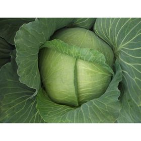 Green Line Yalova1 10 gr Lahana Tohumu