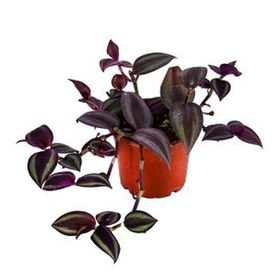 Grow Botanik 10'lu Saksıda Telgraf Çiçeği