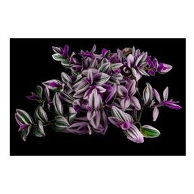 Grow Botanik 10'lu Saksıda Telgraf Çiçeği