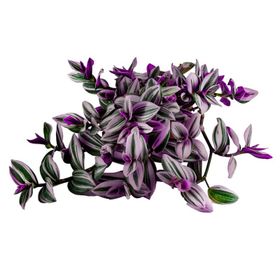 Grow Botanik 10'lu Saksıda Telgraf Çiçeği