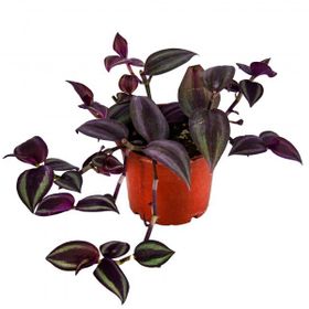 Grow Botanik 10'lu Saksıda Telgraf Çiçeği