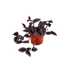 Grow Botanik 10'lu Saksıda Telgraf Çiçeği
