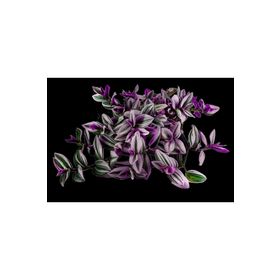 Grow Botanik 10'lu Saksıda Telgraf Çiçeği