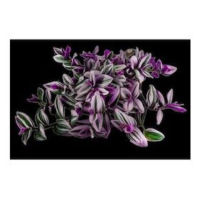 Grow Botanik 10'lu Saksıda Telgraf Çiçeği