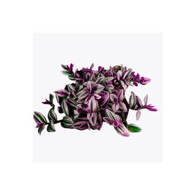 Grow Botanik 10'lu Saksıda Telgraf Çiçeği
