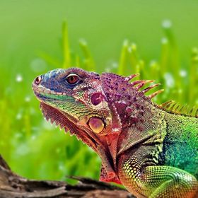 Güven Serigrafi İguana 1000 Parça Ahşap Puzzle Yapboz