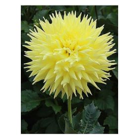 Han 2 Adet Kırçıllı Limon Sarısı Yıldız Dahlia Çiçek Soğanı