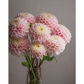 Han Yıldız Dahlıa 2 Adet Açık Pembe Çiçek Soğanı