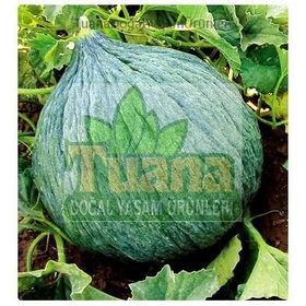 Hasanbey 10 gr Kavun Tohumu