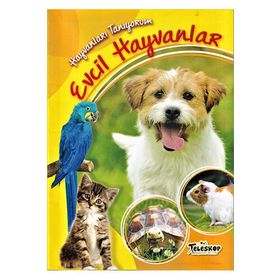 Hayvanları Tanıyorum - Evcil Hayvanlar - kollektif