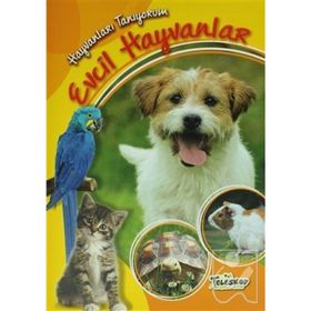 Hayvanları Tanıyorum - Evcil Hayvanlar - kollektif