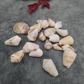 Hdmarketim Dekoratif Doğal 500 gr Deniz Kabuğu