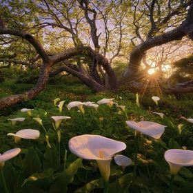 Heye Calla Clearing Magic Forests 1000 Parçalık Puzzle