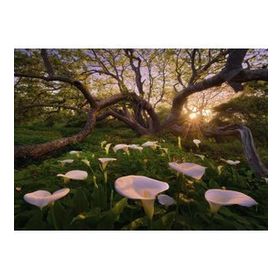 Heye Calla Clearing Magic Forests 1000 Parçalık Puzzle