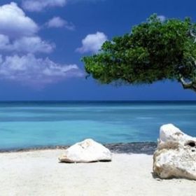 Heye Divi Divi Tree 1000 Parça Puzzle