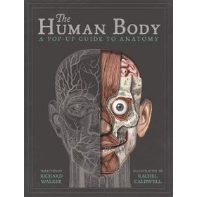 Human Body : A Pop-Up Guide To Anatomy - Richard Walker