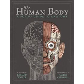 Human Body : A Pop-Up Guide To Anatomy - Richard Walker
