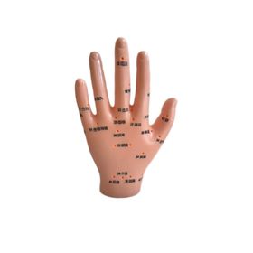 Huramarketing Akupunktur Noktaları 835 El Maketi