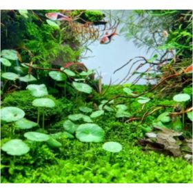 Hydrocotyle Verticillata Özel Tür Kolay Akvaryum Bitkisi 1 Saksı Canlı Bitki