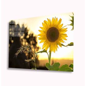 İdeal Glass Art Ayçiçeği 4 mm Dayanıklı Temperli Cam Tablo