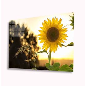 İdeal Glass Art Ayçiçeği 4 mm Dayanıklı Temperli Cam Tablo