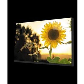 İdeal Glass Art Ayçiçeği 4 mm Dayanıklı Temperli Cam Tablo
